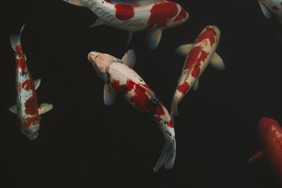 Red and white brocade carp
